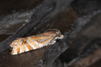 Epinotia mercuriana