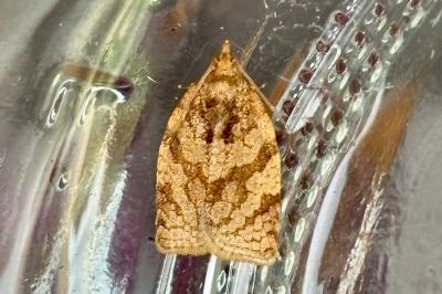 Adoxophyes orana