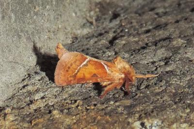 Triodia sylvina