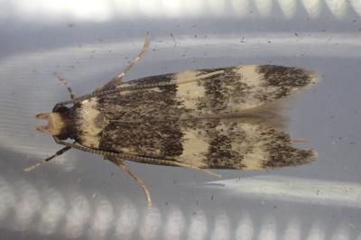 Oegoconia uralskella
