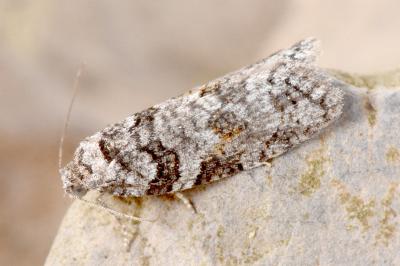 Eana derivana