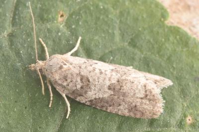Cnephasia genitalana