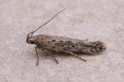 Scrobipalpa samadensis