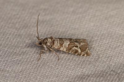 Lobesia quaggana