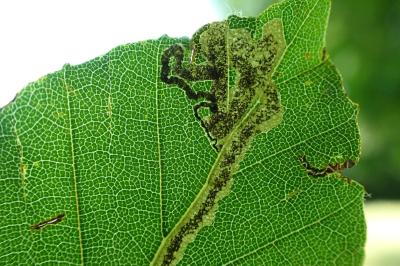 Stigmella hemargyrella