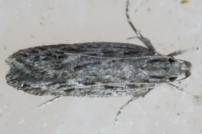 Gelechia senticetella