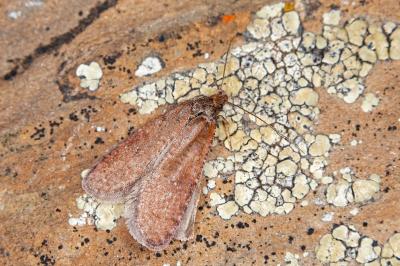 Levipalpus hepatariella