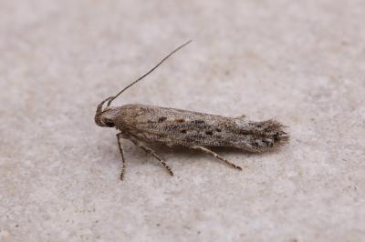 Scrobipalpa samadensis