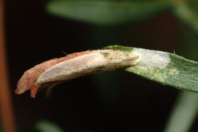 Coleophora medelichensis
