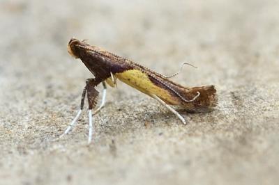 Caloptilia fidella