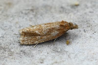 Phtheochroa inopiana