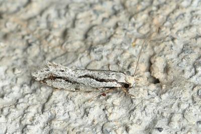 Archinemapogon yildizae