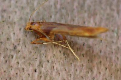 Caloptilia fribergensis