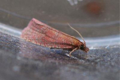 Celypha rosaceana