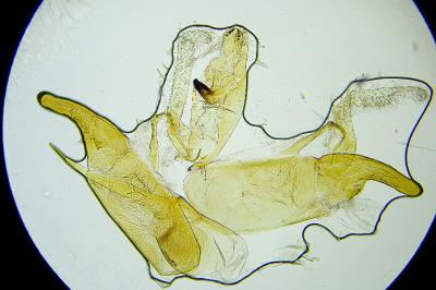Aproaerema vinella