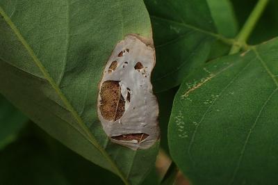 Macrosaccus robiniella