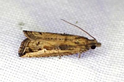 Bactra venosana