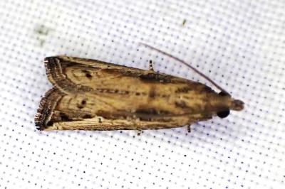 Bactra venosana