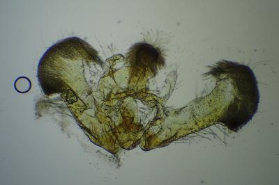 Rhopobota naevana