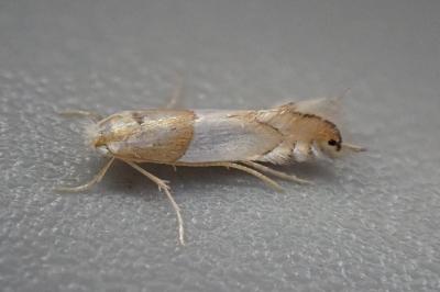 Phyllonorycter roboris
