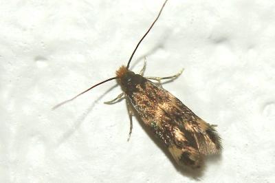 Oinophila v-flavum
