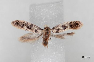 Infurcitinea albicomella