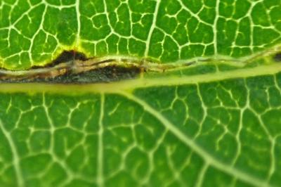 Stigmella trimaculella