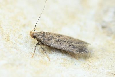 Bryotropha terrella
