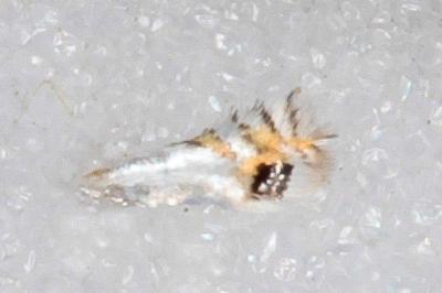 Leucoptera aceris