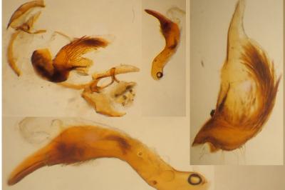 Cochylichroa atricapitana