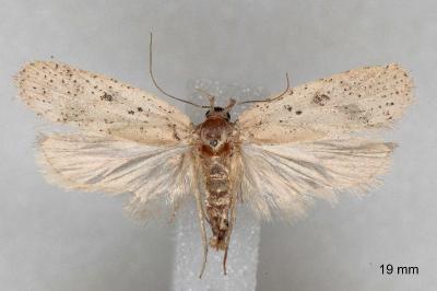 Agonopterix scopariella