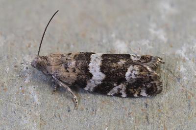 Epinotia fraternana