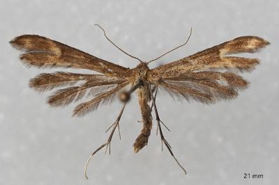 Marasmarcha lunaedactyla