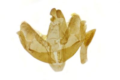 Levipalpus hepatariella