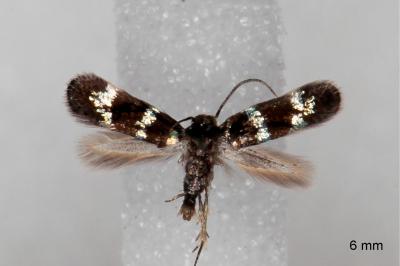 Elachista gleichenella