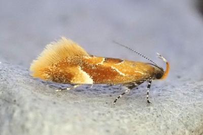 Epicallima formosella
