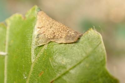 Parornix fagivora
