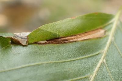 Phyllonorycter maestingella