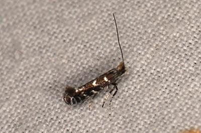 Callisto coffeella