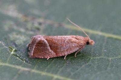 Thiodia torridana