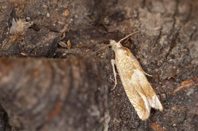 Eucosma conterminana