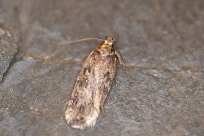 Depressaria incognitella