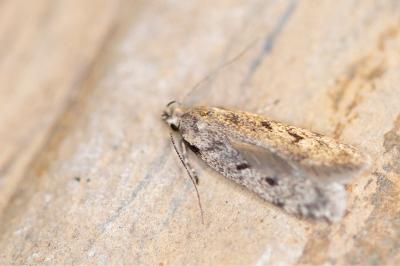 Gelechia rhombella