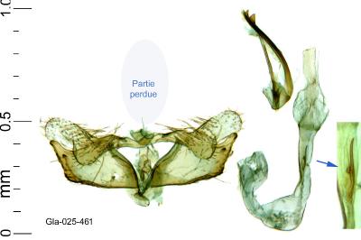 Coleophora argentula
