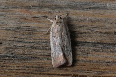 Agonopterix nervosa