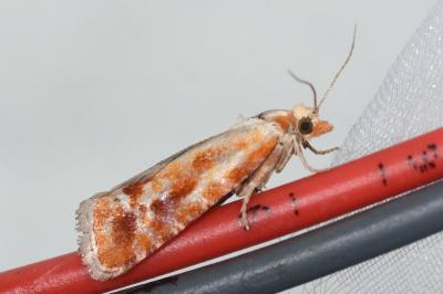 Rhyacionia buoliana