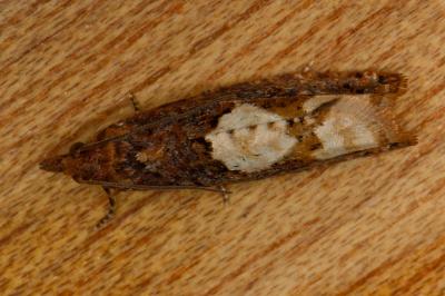 Epinotia trigonella