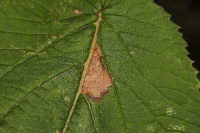 Phyllonorycter lantanella