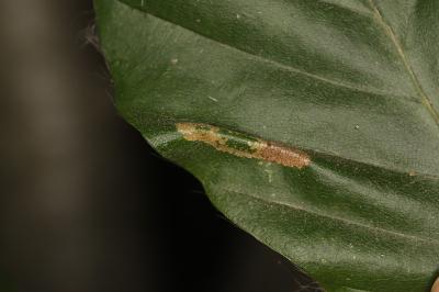 Phyllonorycter maestingella
