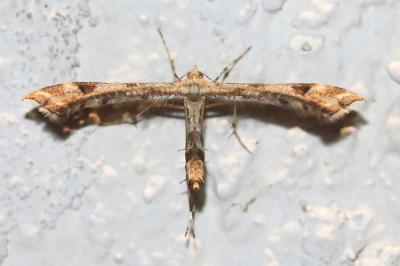 Platyptilia gonodactyla
